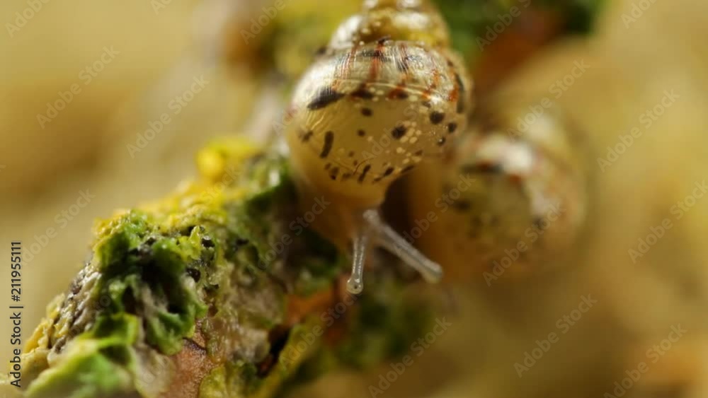 The snail kid creeps along the branch with a lichen The snail kid creeps along the branch with a lichen