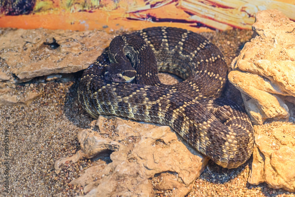 the snake in the zoo in the serpentarium. the snake in the zoo in the serpentarium.