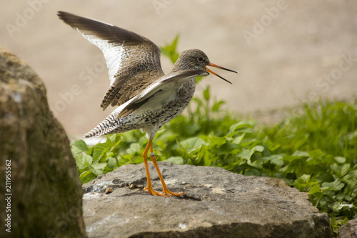 Common redshank (Tringa totanus).