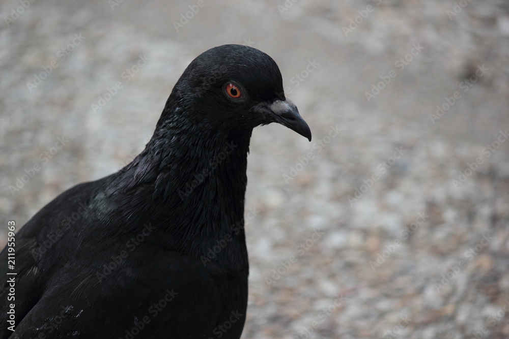 Obraz premium Black pigeon. Front view of the face of Rock Pigeon face to face. Pigeon on street.