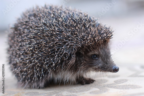 hedgehog