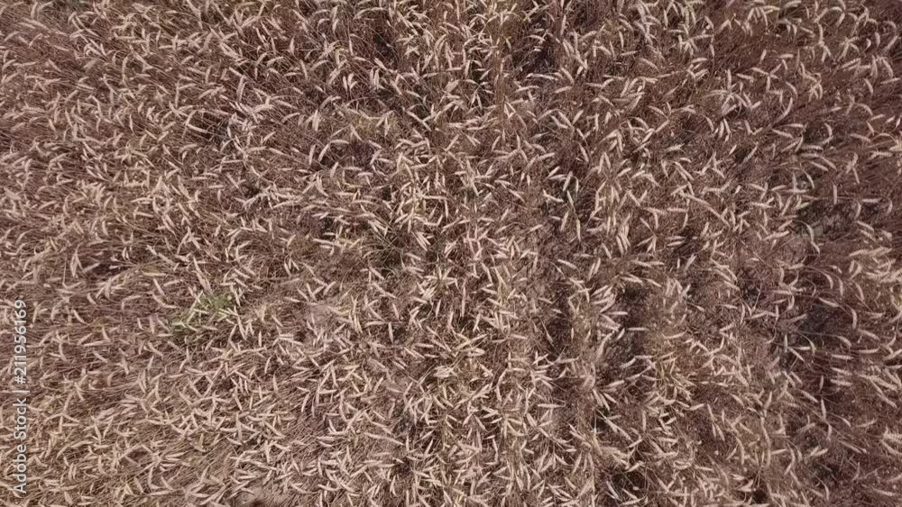 AERIAL: Flight over the wheat field. View from above AERIAL: Flight over the wheat field. View from above