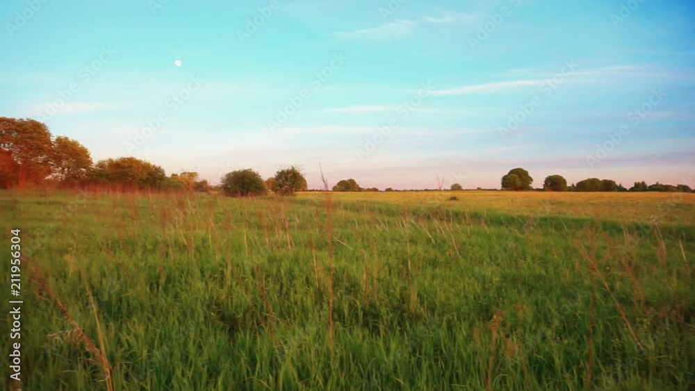 green wild scenic field on a summer day green wild scenic field on a summer day