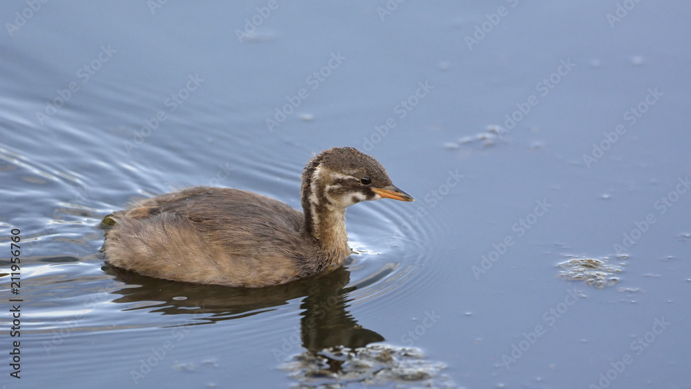 Little Grebe (Tachybaptus ruficollis), Crete Little Grebe (Tachybaptus ruficollis), Crete