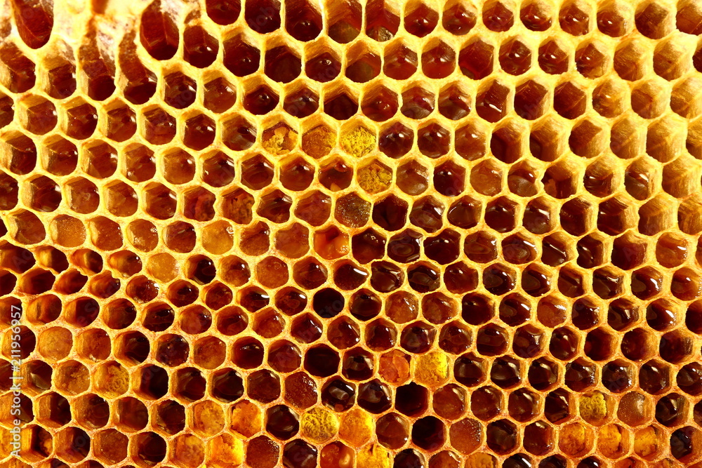 Sweet fresh honey in the sealed comb frame Sweet fresh honey in the sealed comb frame