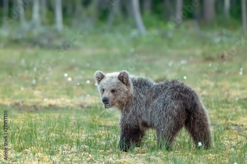 Scruffy looking young brown bear eating grass on a Finnish bog