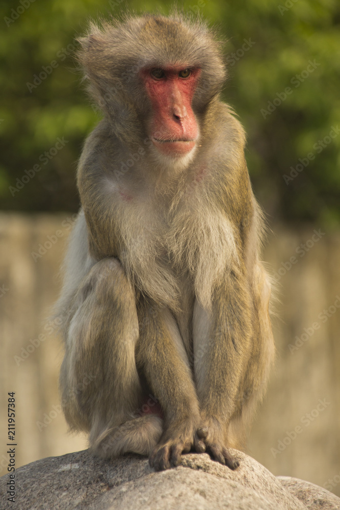 Snow monkey or Japanese macaque.(Macaca fuscata). Snow monkey or Japanese macaque.(Macaca fuscata).