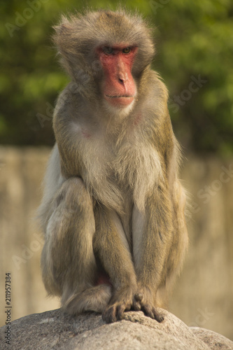 Snow monkey or Japanese macaque.(Macaca fuscata).