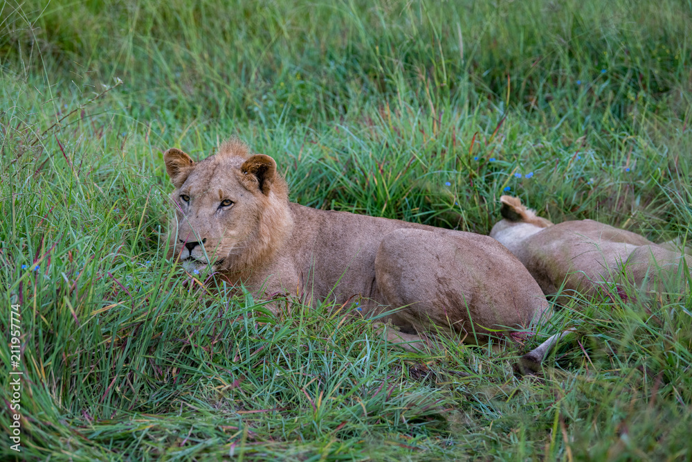 Mighty Lion watching the lionesses who are ready for the hunt in Masai Mara, Kenya (Panthera leo) Mighty Lion watching the lionesses who are ready for the hunt in Masai Mara, Kenya (Panthera leo)