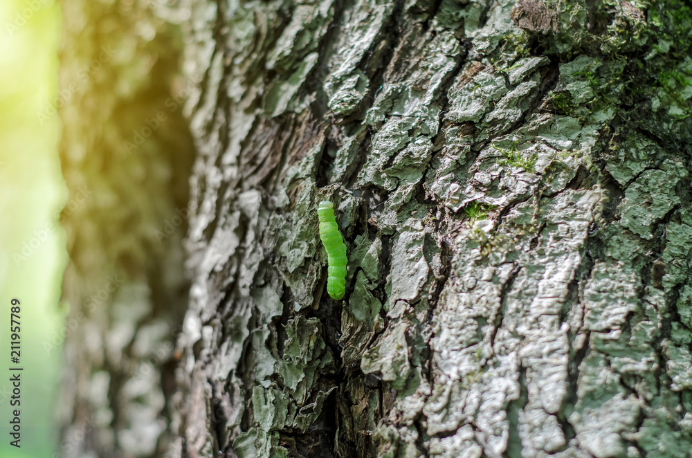 small green caterpillar crawls along the tree small green caterpillar crawls along the tree