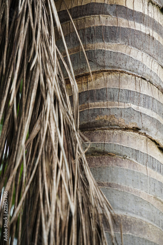 close up palm tree coconut tree trunk and leaf texture