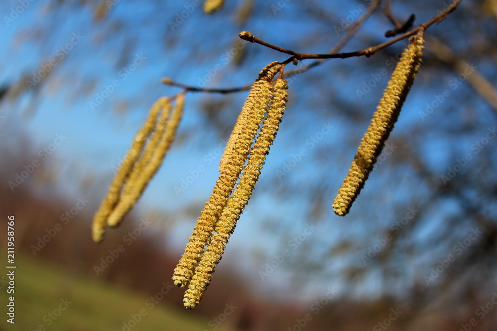 Common hazel or Corylus avellana multiple yellow catkins closeup blossom on cold, but sunny winter day with blurry green grass and blue sky in background Common hazel or Corylus avellana multiple yellow catkins closeup blossom on cold, but sunny winter day with blurry green grass and blue sky in background