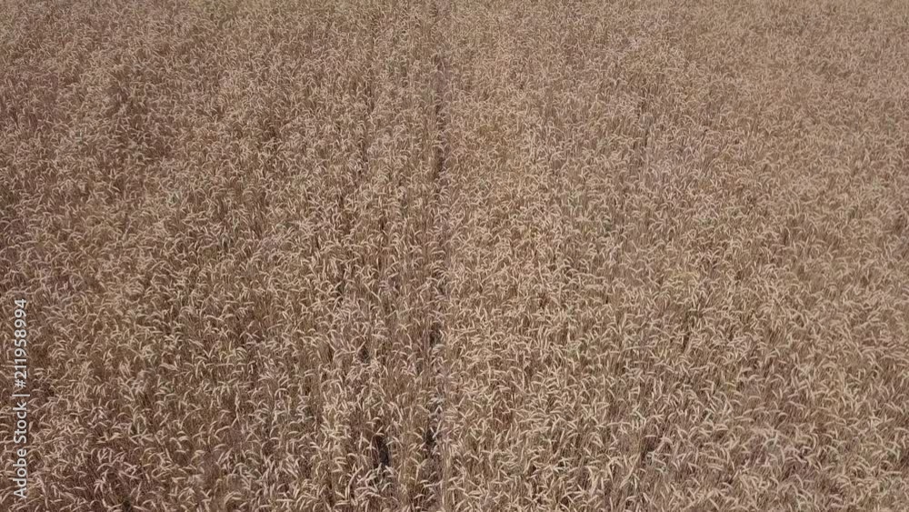AERIAL: Flight over the wheat field. View from above AERIAL: Flight over the wheat field. View from above
