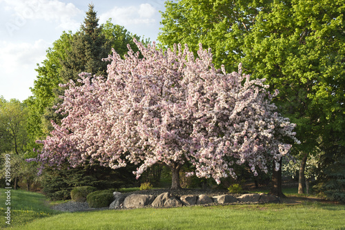 Beautiful flowering crabapple tree in Minnesota photo