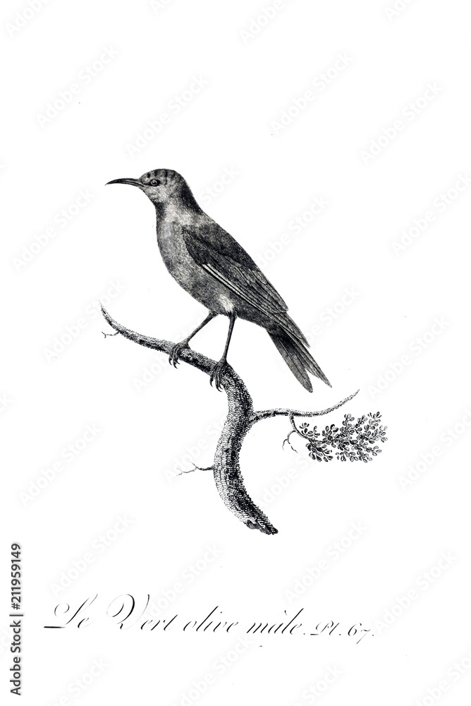 illustration of bird illustration of bird
