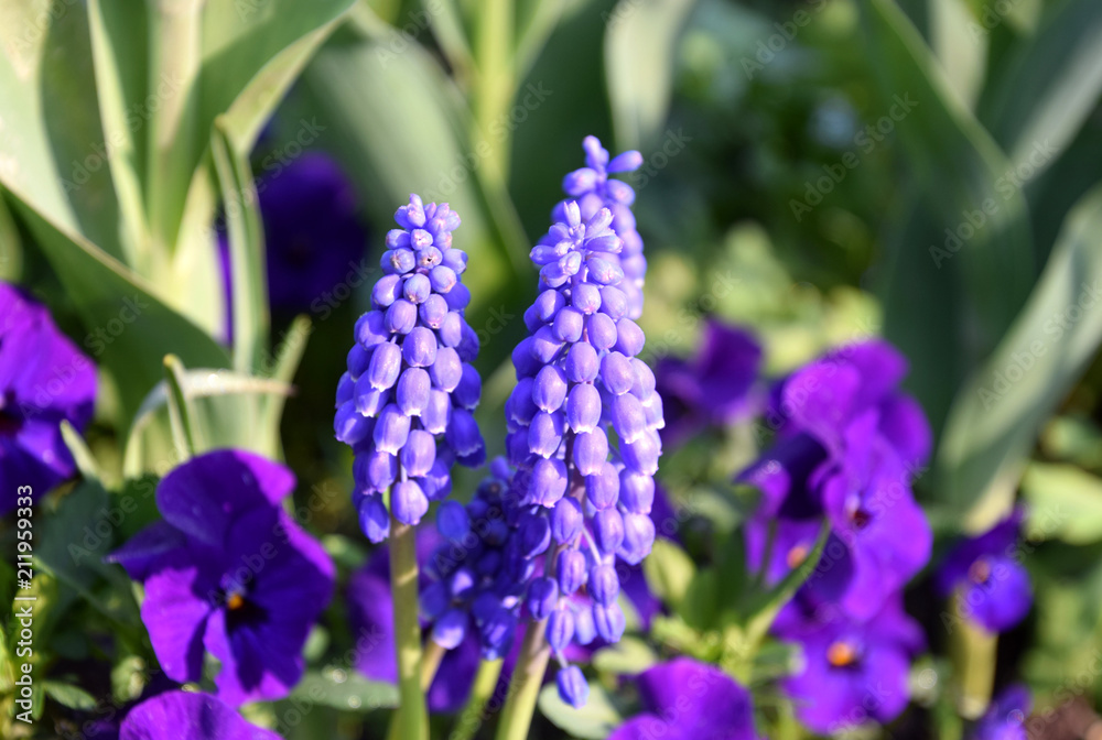 Purple Grape hyacinth close-up, Muscari neglectum, in background garden pansies Purple Grape hyacinth close-up, Muscari neglectum, in background garden pansies
