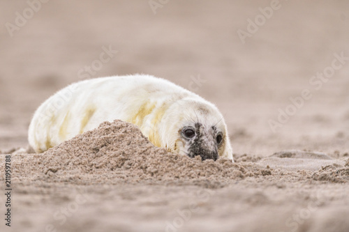 Atlantic Grey Seal Pup on Sandy Beach/Atlantic Grey Seal Pup/Atlantic Grey Seal Pup (Halichoerus Grypus)