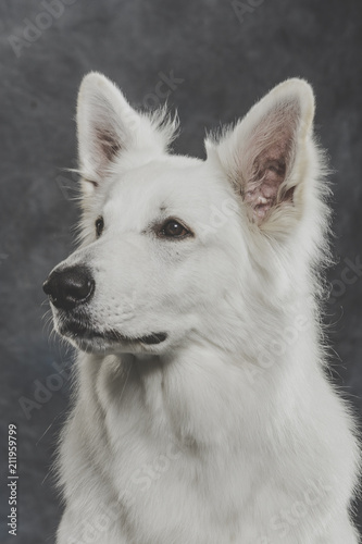 Studio portrait of a nice White Swiss Shepherd dog against neutral background