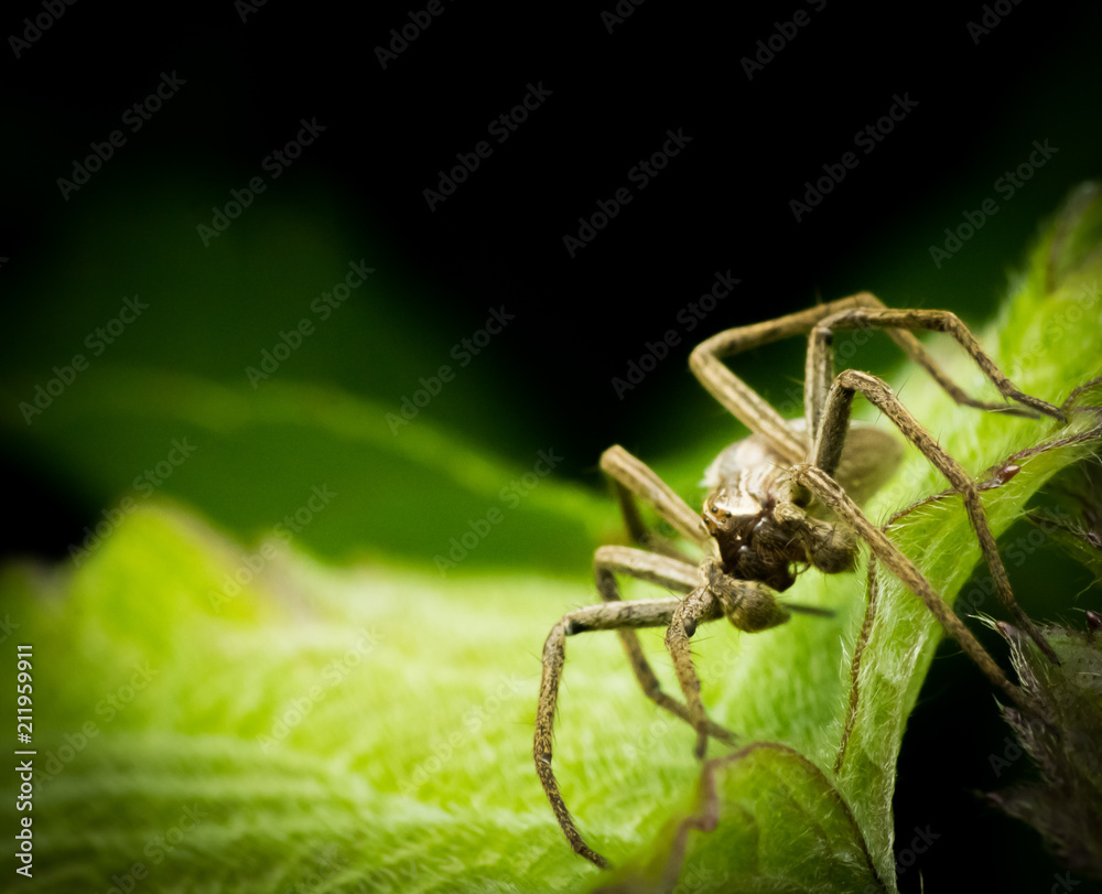 Araignée Araignée