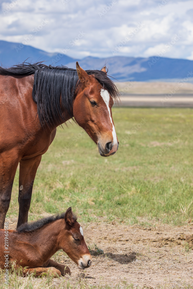 Wild Horse Mare and Foal