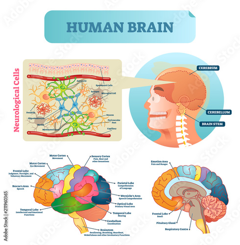 Brain vector illustration. Medical educational scheme with neurological cells closeup. Silhouette with cerebrum, cerebellum and stem. Cortex and lobe diagram. photo
