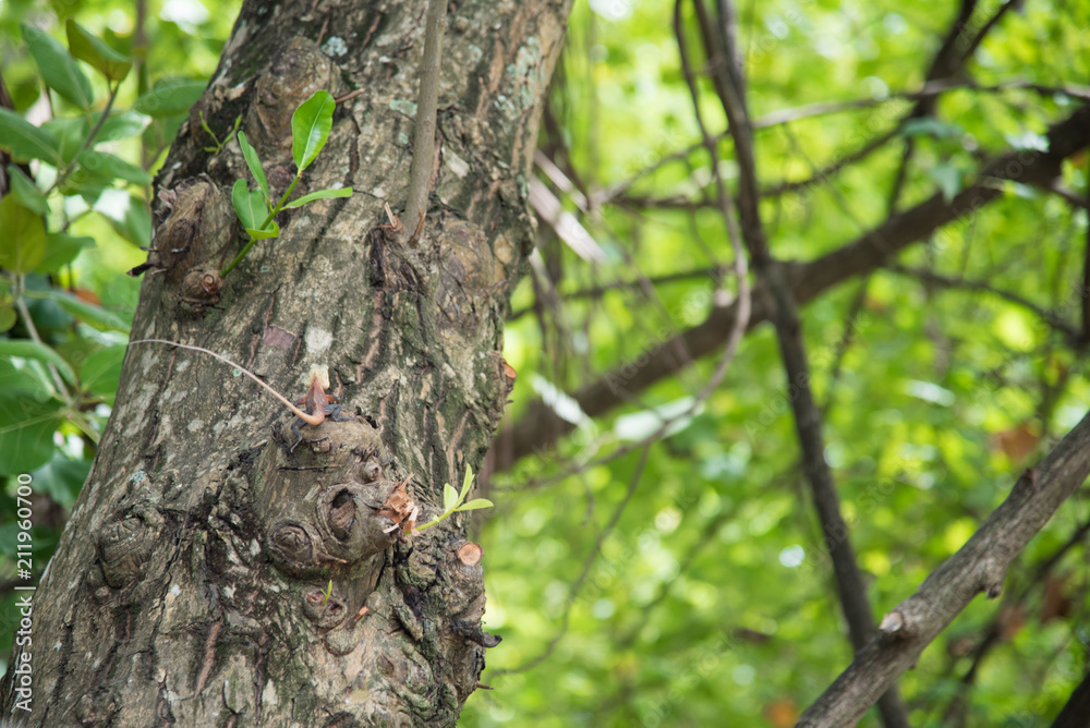 Obraz premium Lizard on the tree