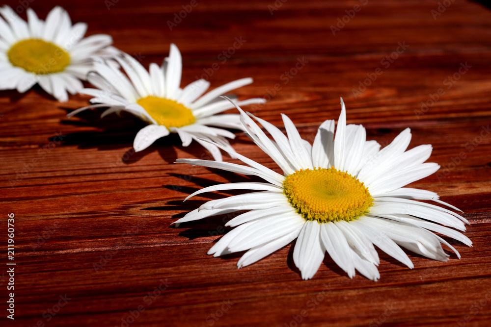 Obraz premium Chamomile flowers in a row on a wooden background