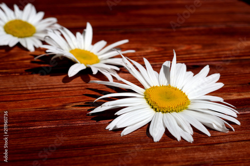 Chamomile flowers in a row on a wooden background