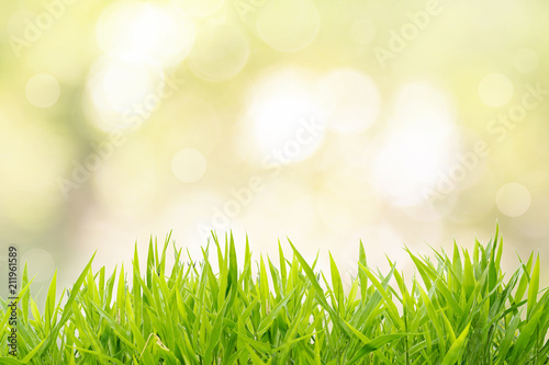 Grass field and natural spring blurred bokeh 