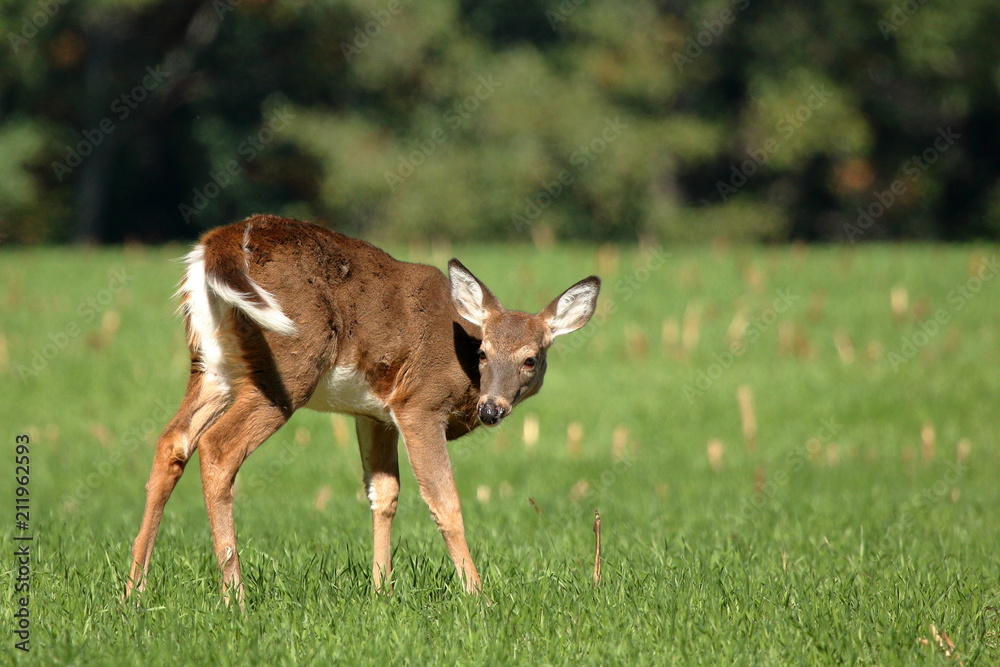 A yearling Whitetail Fawn grazes in a field at the edge of a small woodlot.
A yearling Whitetail Fawn grazes in a field at the edge of a small woodlot.