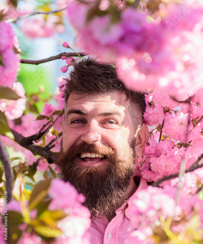 Harmony concept. Bearded man with stylish haircut with flowers of sakura on background. Man with beard and mustache on smiling face near flowers. Hipster in pink shirt near branches of sakura tree.