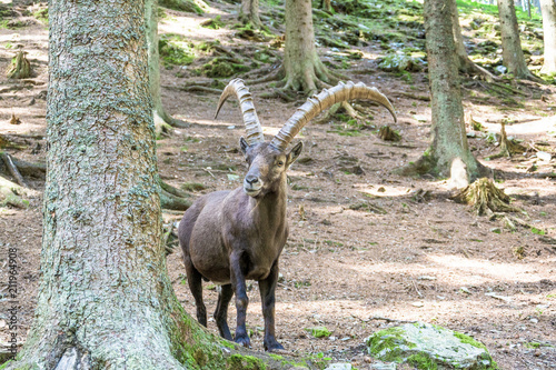 alpine ibex inside a forest 