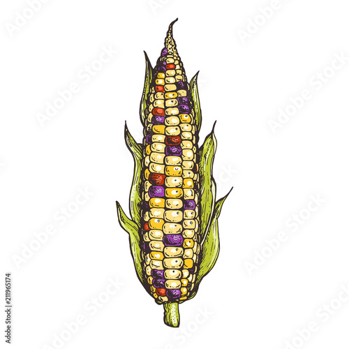 Glass gem corn on the cob hand drawn vector illustration. Corn illustration.