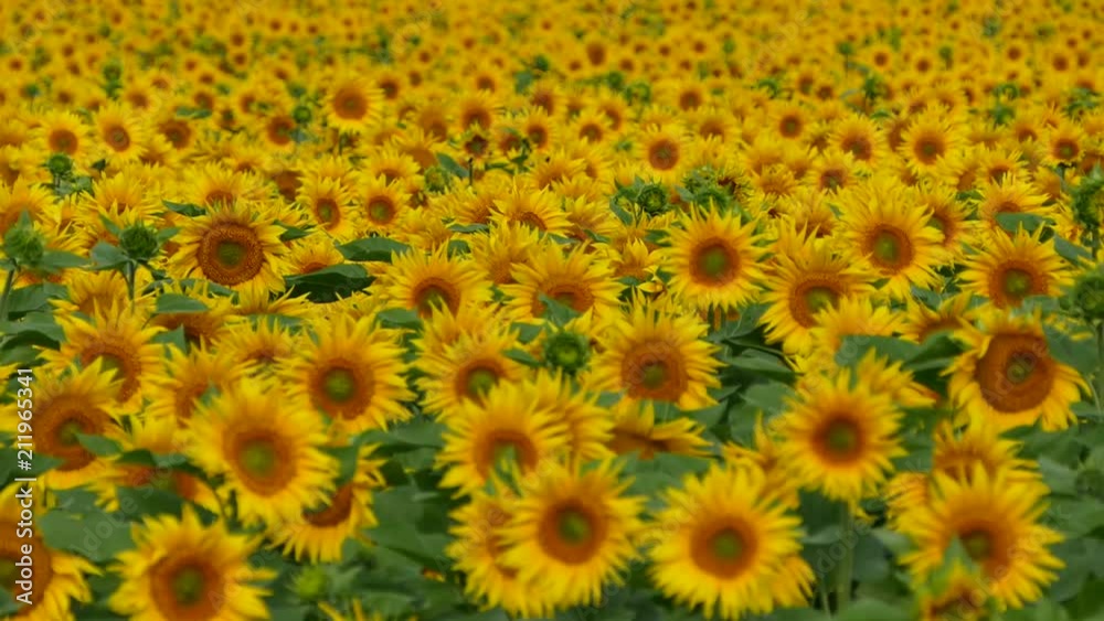 Beautiful sunflowers grow on the field. A lot of yellow big flowers on the horizon and against the blue sky. Beautiful sunflowers grow on the field. A lot of yellow big flowers on the horizon and against the blue sky.