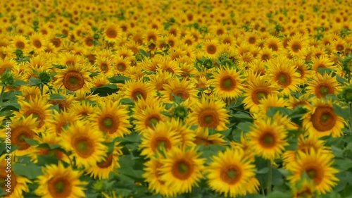 Beautiful sunflowers grow on the field. A lot of yellow big flowers on the horizon and against the blue sky.