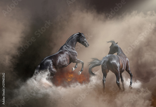 Two black dangerous horse jumping in the dust storm and fire photo