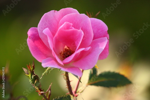 A single pink Rose blossom in the garden.