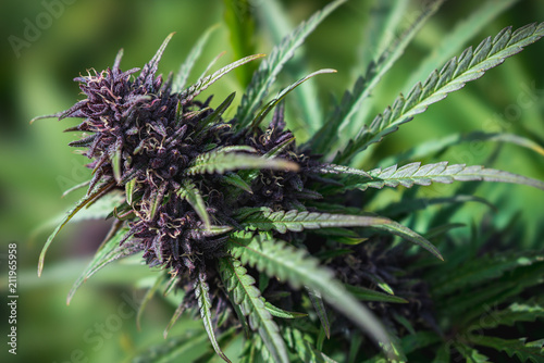 Outdoor Cannabis Flower