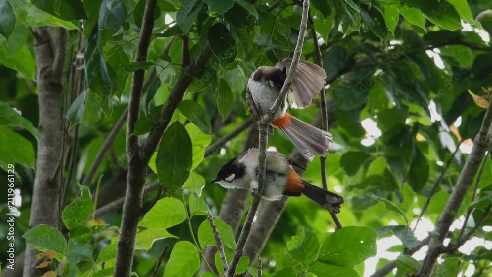 Pair of bird in nature,4K video. Crested bulbul birds perching closely on the same branch spread wings and tail preening plumage in nature ,low angle view.