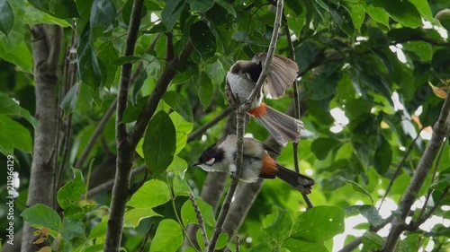 Pair of bird in nature,4K video. Crested bulbul birds perching closely on the same branch spread wings and tail preening plumage in nature ,low angle view.