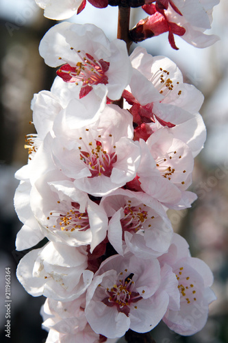 fioritura primaverile del ciliegio photo