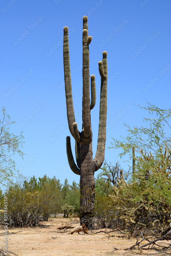Saguaro Cactus cereus giganteus