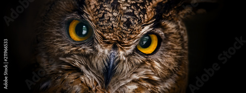 Yellow eyes of horned owl close up on a dark background. © vladk213