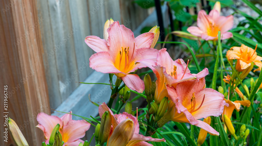 Pink and yellow lilies in bloom