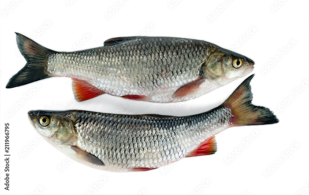 Two chub lie nearby. Isolated on white background. A common freshwater fish. Two chub lie nearby. Isolated on white background. A common freshwater fish.
