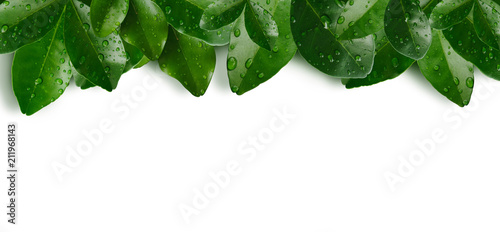tropical freshness green leave wih water droplet or raindrop