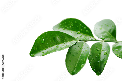 green leave isolated on white background with clipping