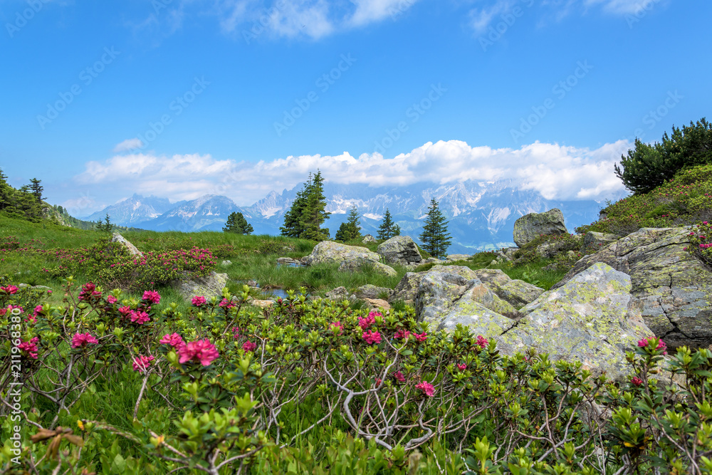 Alpine rose at Reiteralm with view to the Dachstein in Styria, Austria 