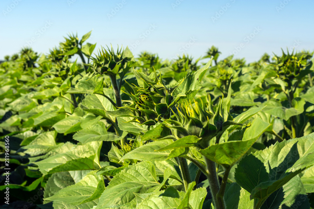 Obraz premium field of a young sunflower during the formation of a hat. Rovnye series. Healthy plants
