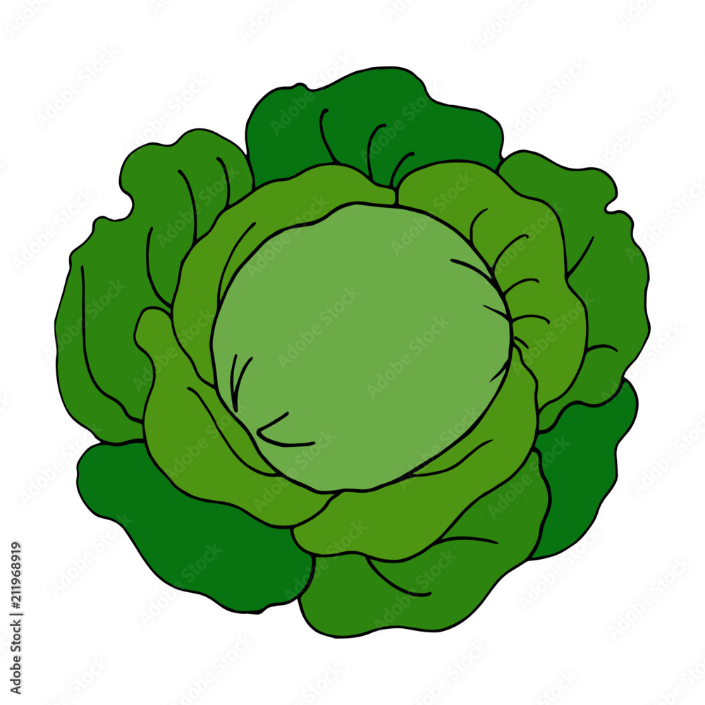 Cabbage cartoon illustration isolated on white background for children color book